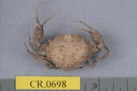 藏品(海綿精幹蟹)的圖片